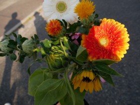 Gerberas, Benibana, Sunflower