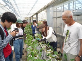 Raising gerberella seedlings brought from the Netherlands