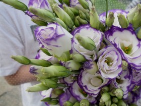 Special product flower, eustoma