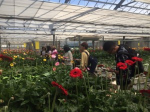 Tour of a gerbera-growing house