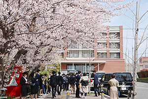 In front of the main gate where cherry blossoms dance